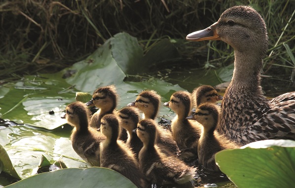 ELT - Mother duck with her ducklings